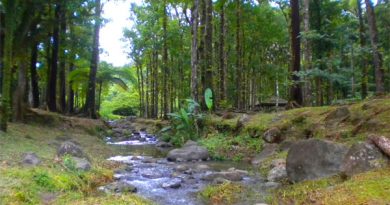 Saint-Jospeh Martinique